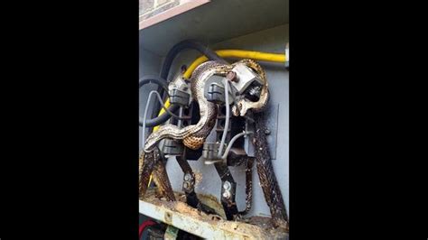 2 snake in the electric box out of power|Fried snake in service panel .